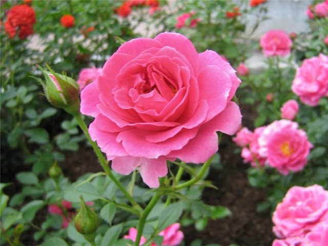 How to grow roses in Siberia