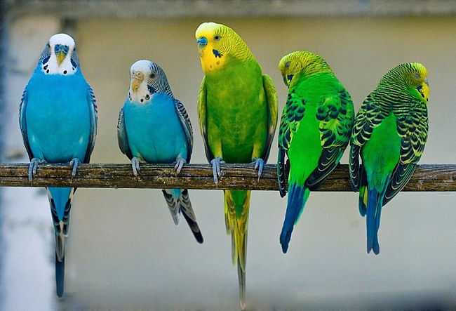 How to make a Playground for parrots