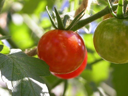 How to grow large tomatoes