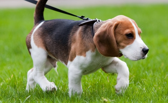 How to teach your dog to walk on a leash