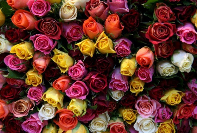 How to determine the freshness of roses