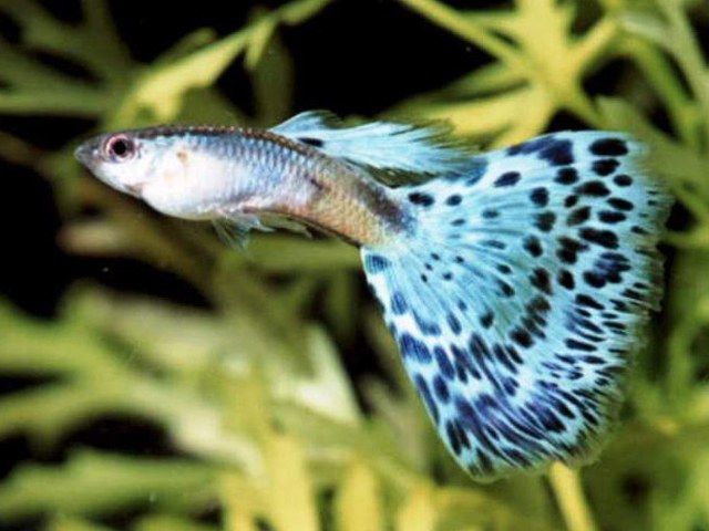 How to determine the sex of the guppies