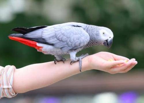 Как научить говорить попугая жако