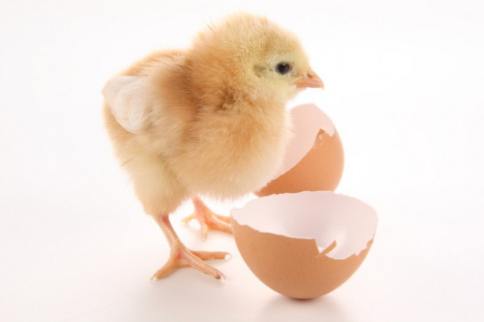 How to raise chickens-broilers