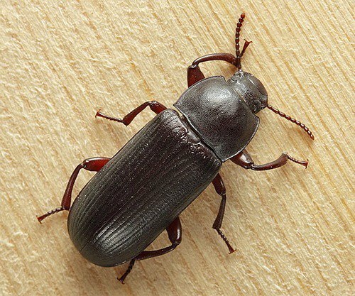 How to get rid of beetles in house