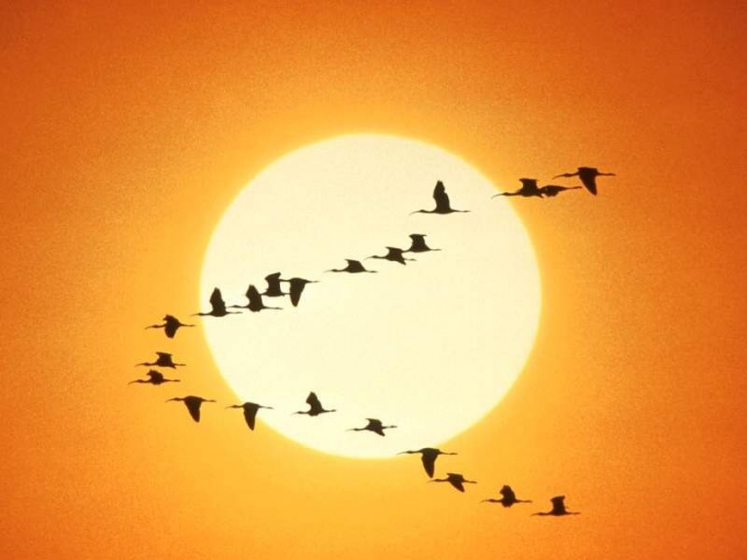 Where flying wild geese, ducks, cranes