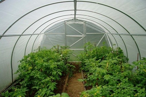 What is grown in greenhouses.