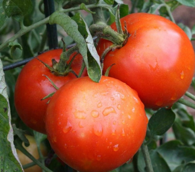 How to grow tomatoes.