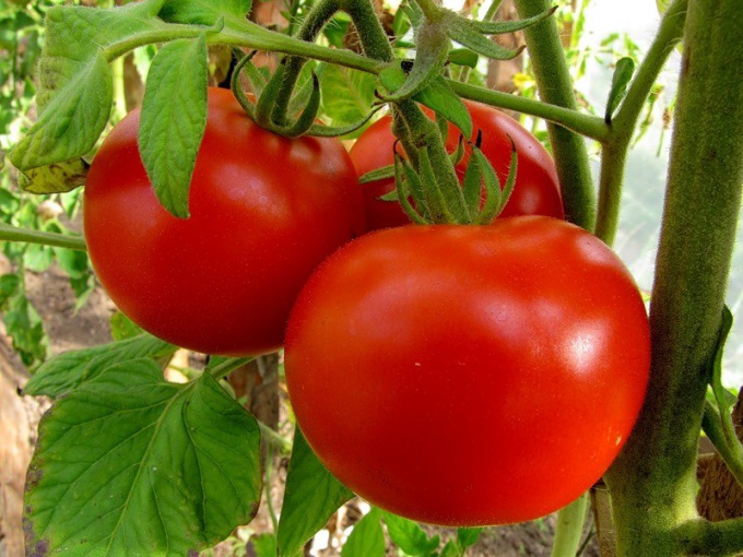 Как выращивать помидоры 