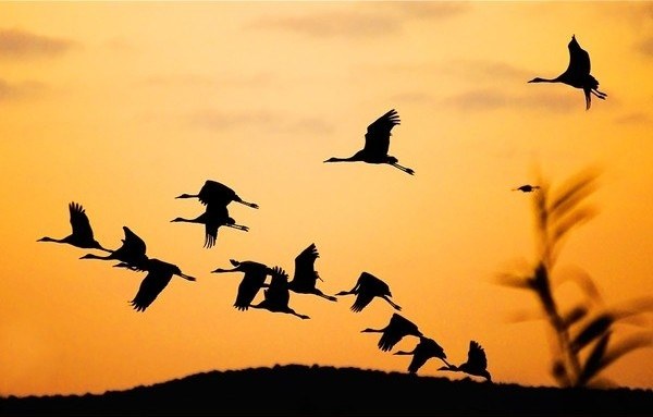 Where fly geese, ducks, cranes