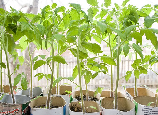 How to grow <strong>tomato</strong> pink