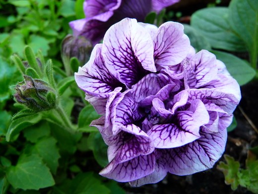 When to plant Petunia