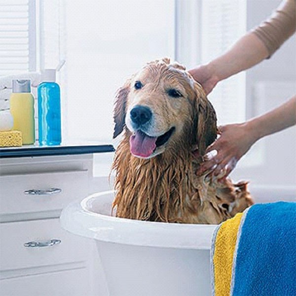 мытье лап большой собаке
