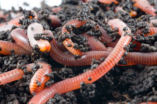 How to grow worms