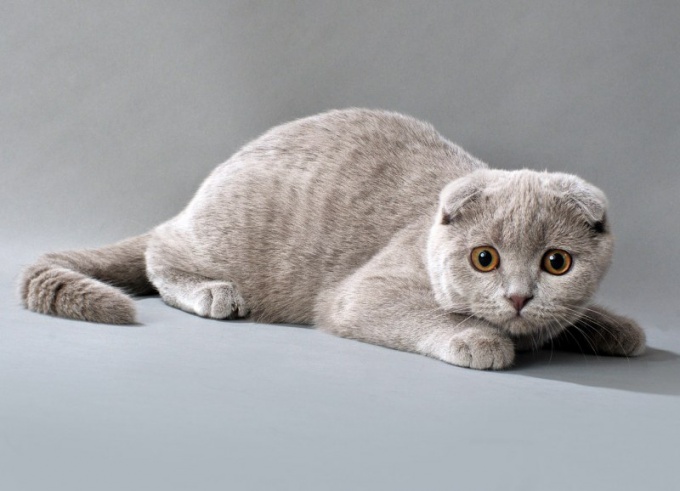 How to knit a Scottish fold cats