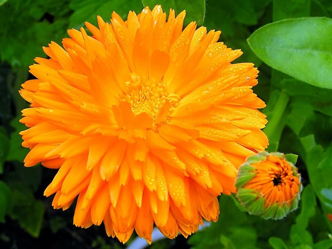 As calendula tincture to gargle