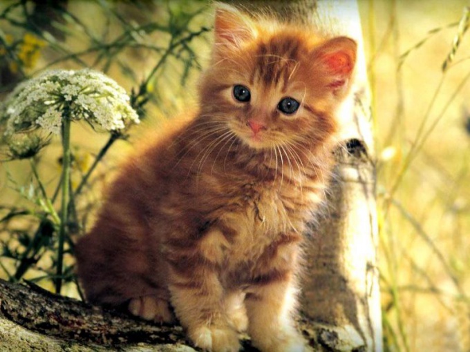 How to call ginger kitten-boy