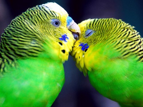 Как дозволено обучить волнистого попугая разговаривать