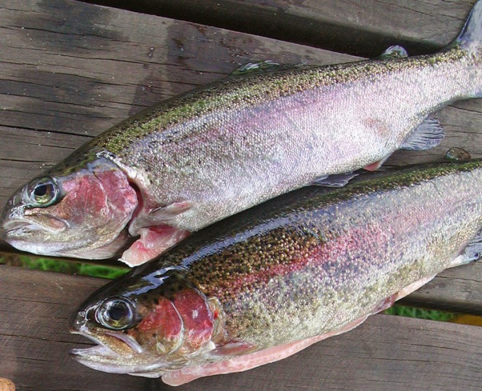 How to cook rainbow trout