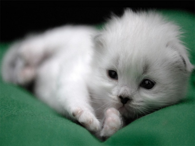 Как назвать белого котенка - мальчугана
