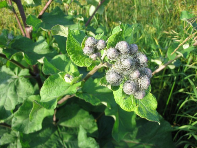 How to insist burdock root