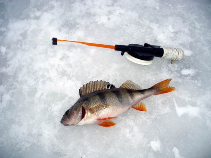 Как лучше ловить рыбу зимой