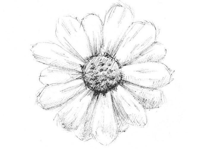 How to draw a Daisy with a pencil in stages