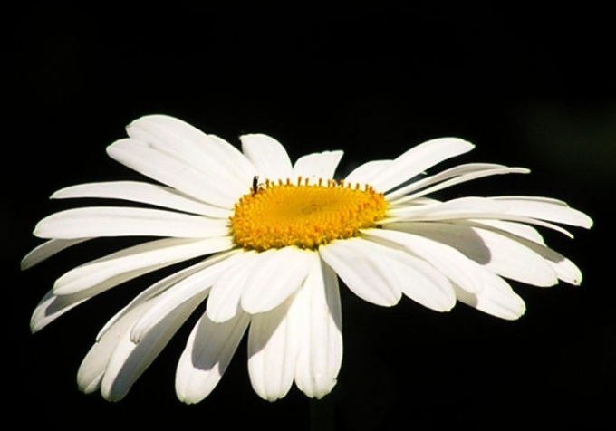 How to draw a Daisy with a pencil in stages