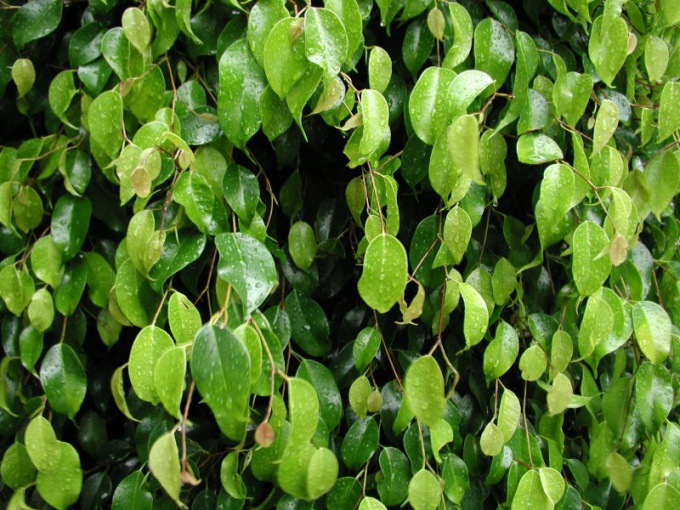 How to take the process of the ficus