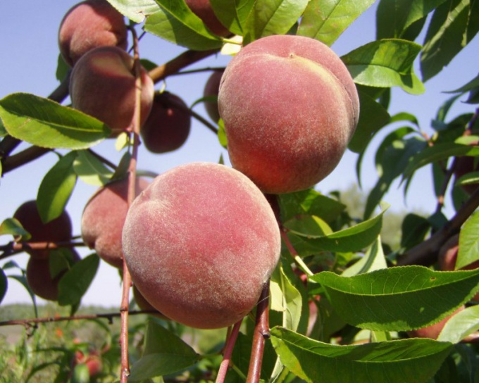 How to grow peach
