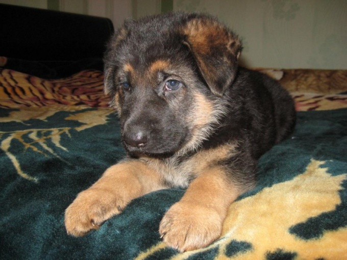 How to identify a German shepherd puppy
