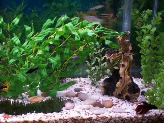 How to wash the soil in the aquarium