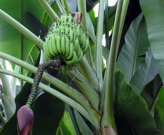 Как вырастить банановую пальму