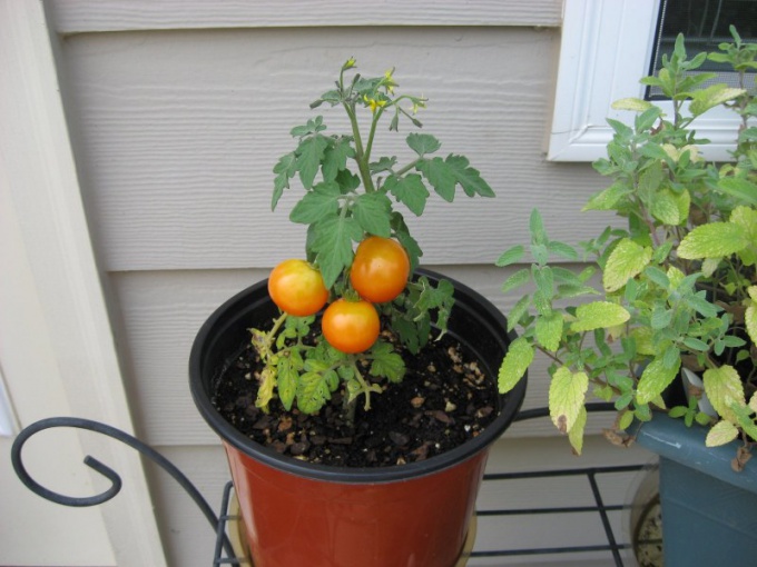 How to grow tomatoes in the winter