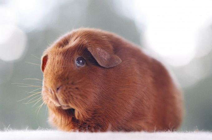 How to teach a Guinea pig to the trough