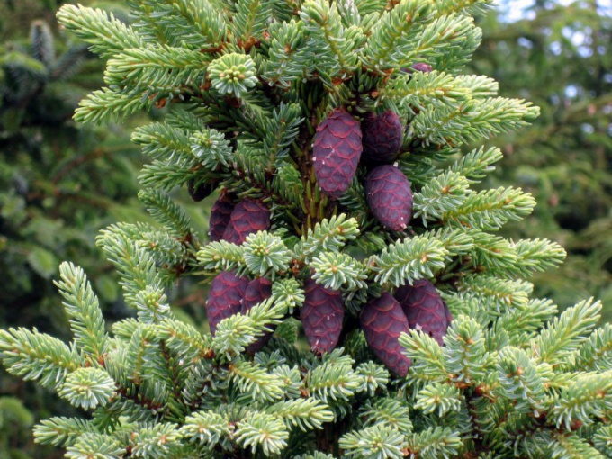 How to plant the seeds of spruce