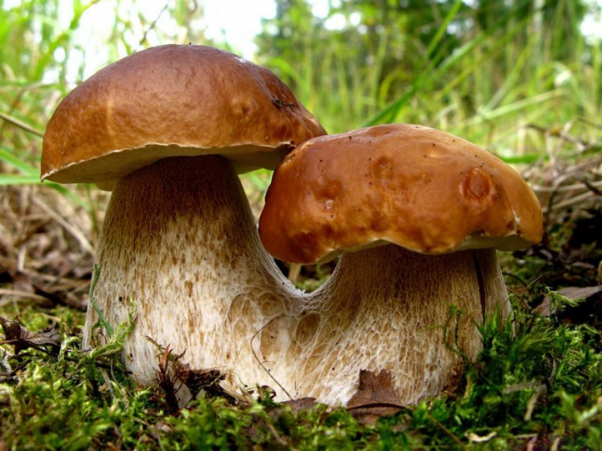 Как найти  в лесу грибы
