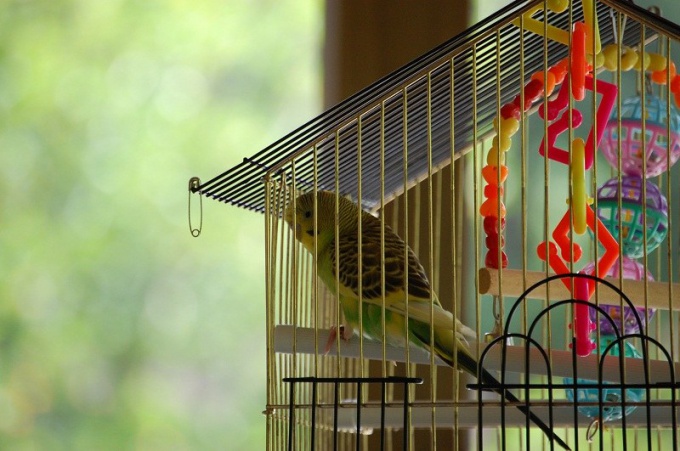 How to build a parrot cage