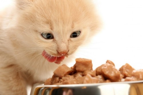 How to feed a kitten