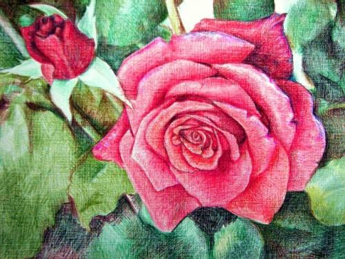 How to draw a rose with pencil in stages