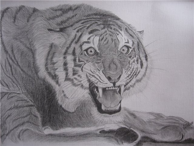 Как нарисовать тигра карандашом