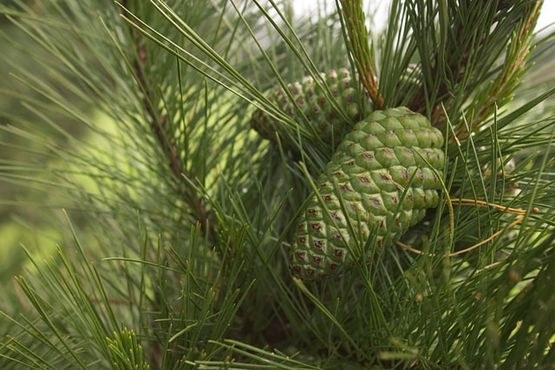 How to determine the age of the pine