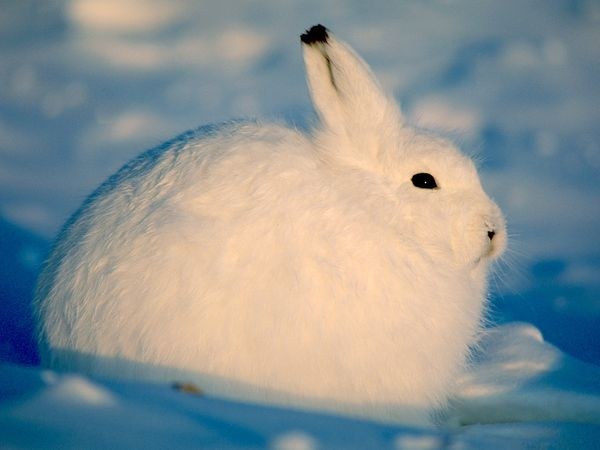 How to feed a rabbit