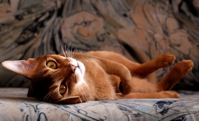 Как вывести запах кошачьей мочи с дивана