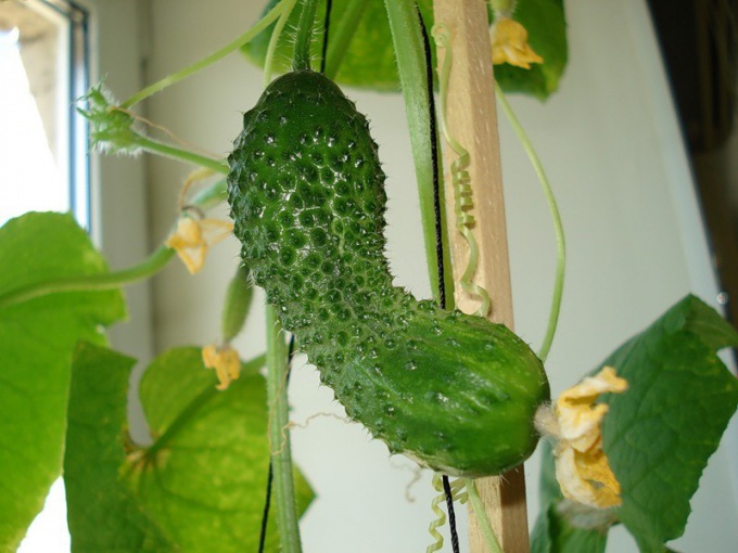 How to grow cucumber on the windowsill