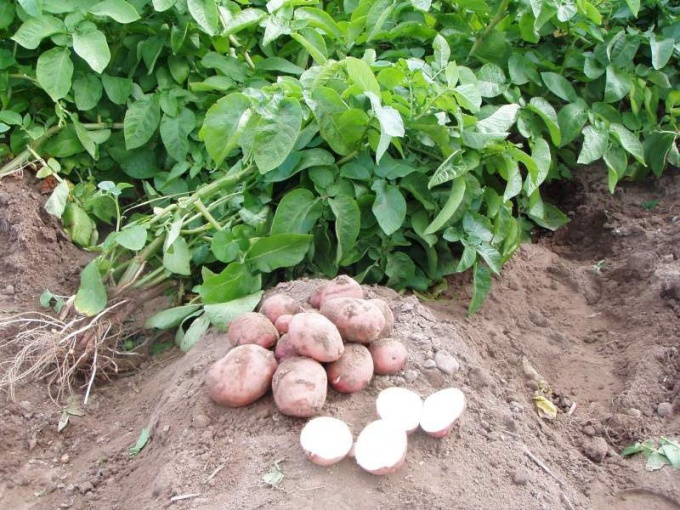 Как нужно выращивать картофель