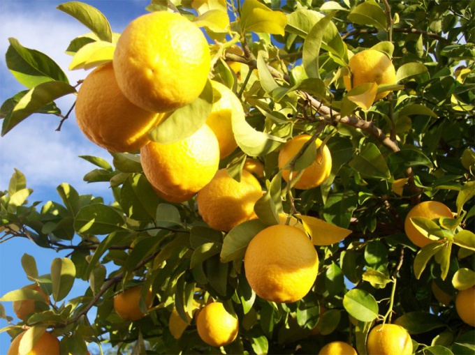 The lemon will make hair shiny and strong 