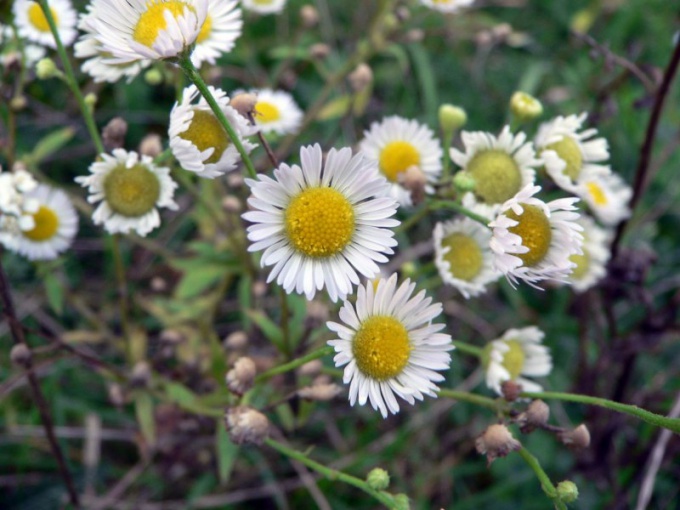 Chamomile helps to strengthen the hair