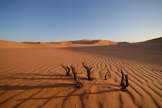Как найти в пустыне воду