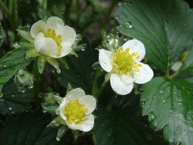 How to pollinate strawberries